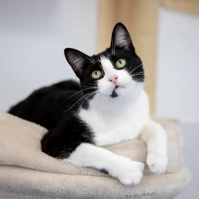 Кошка Кларнет - фото 2