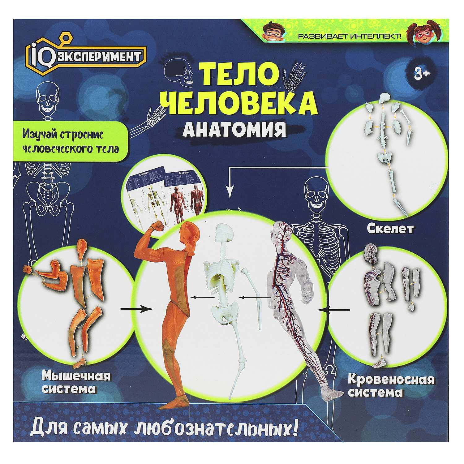 Набор для опытов Играем вместе Тело человека - фото 6