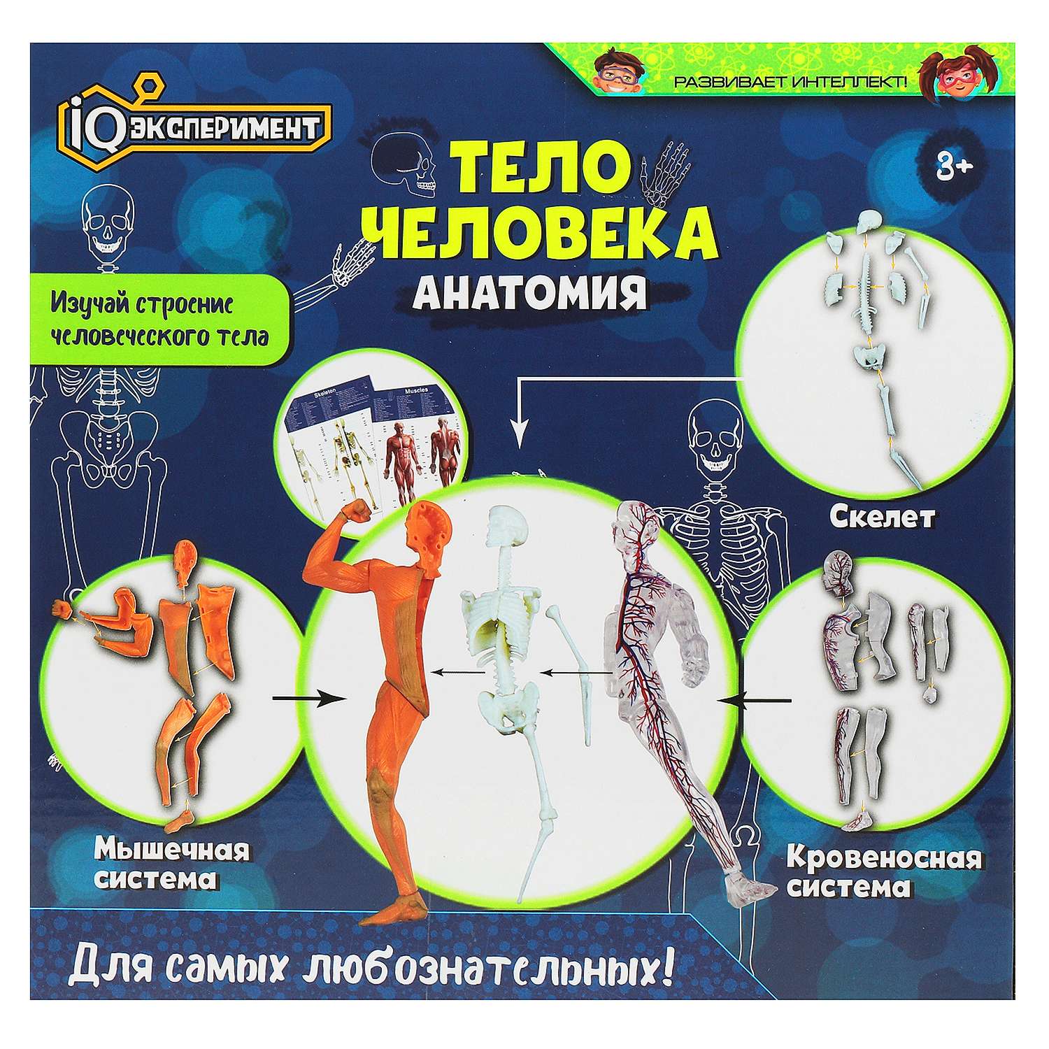 Набор для опытов Играем вместе Тело человека - фото 6