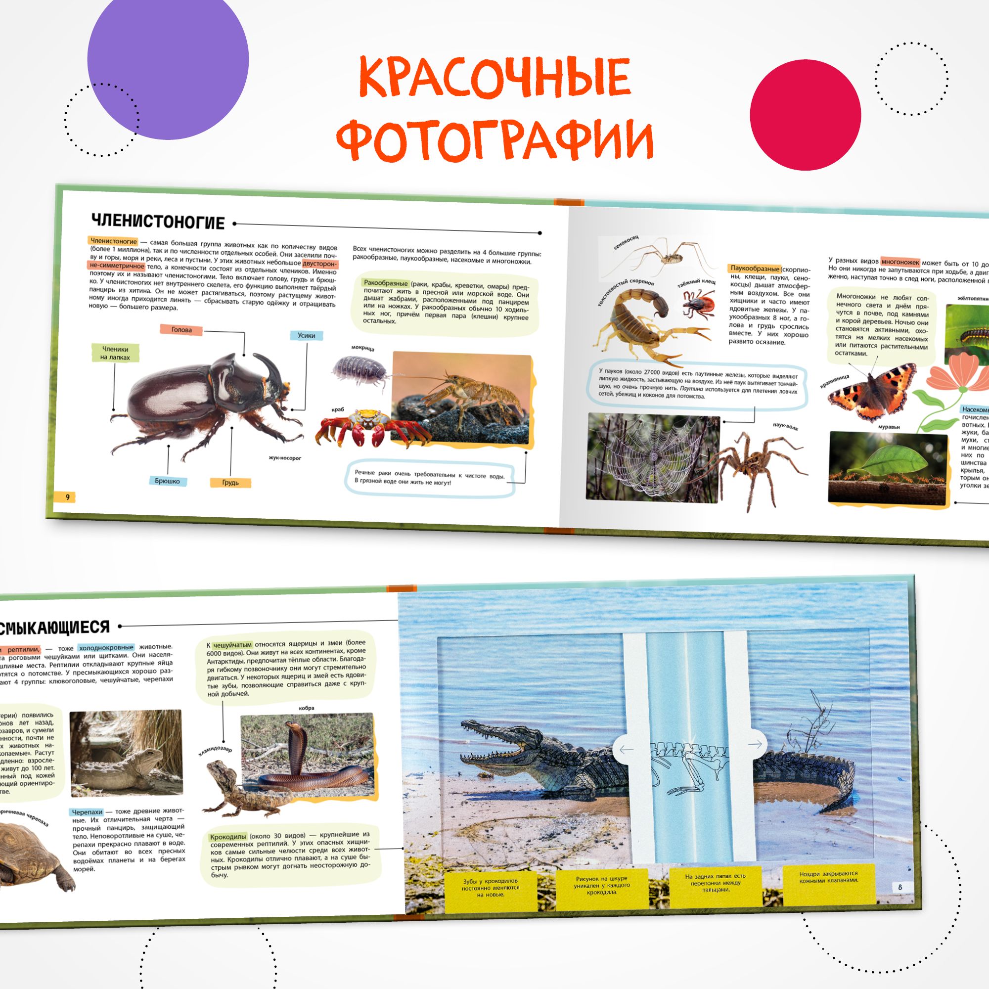 Книга Рентгенорама Животные - фото 5