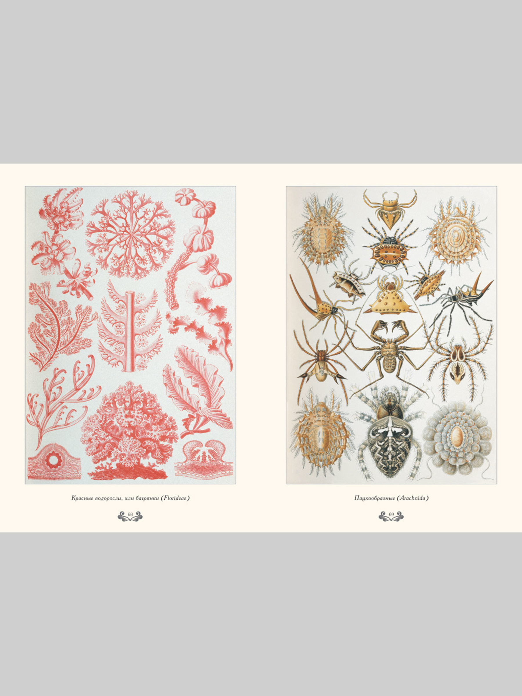 Книга Белый город Красота форм в природе. Э. Геккель (Великие полотна) - фото 8