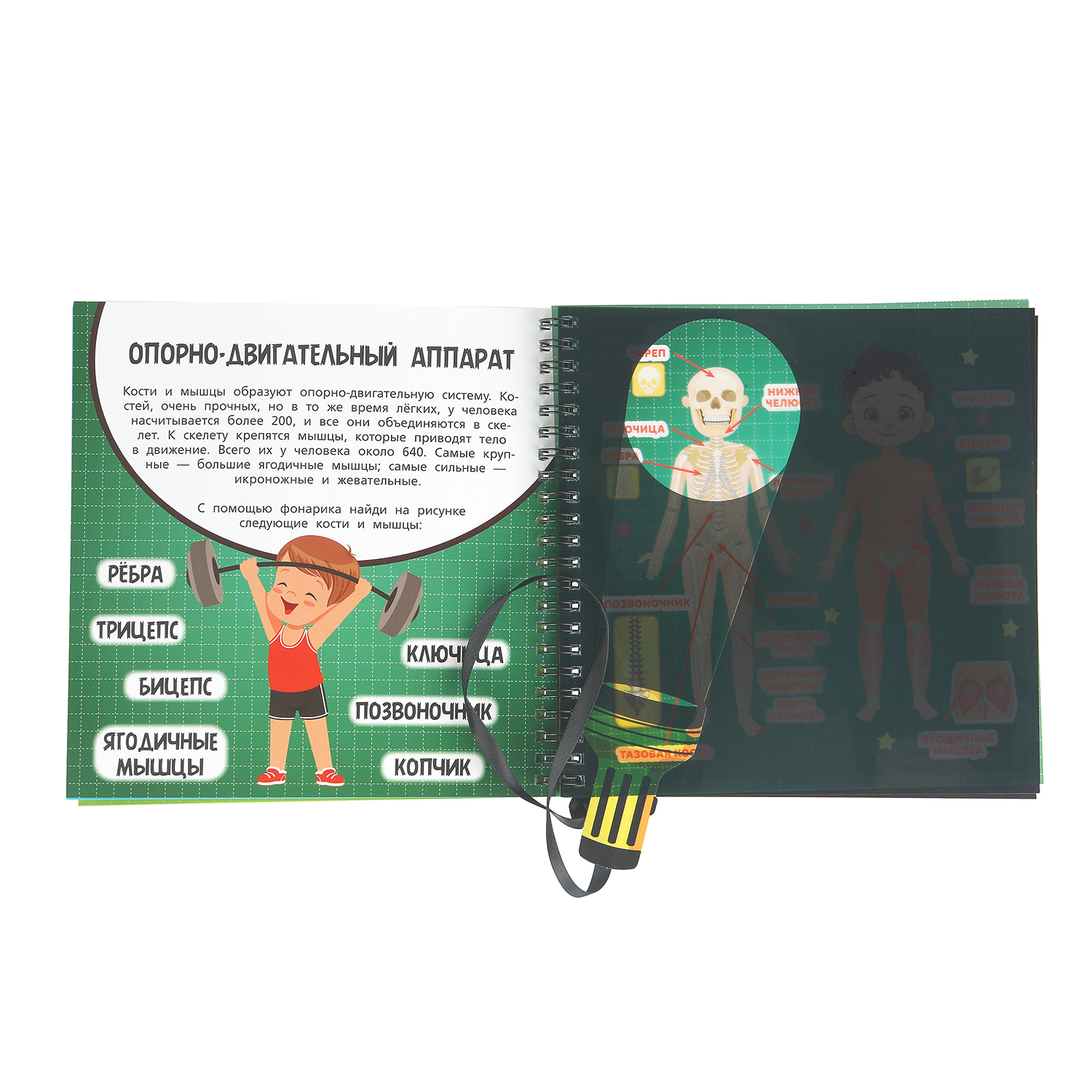 Книга Изучаем тело человека с фонариком - фото 5