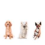 Ластик Erhaft Dogs 3 шт.